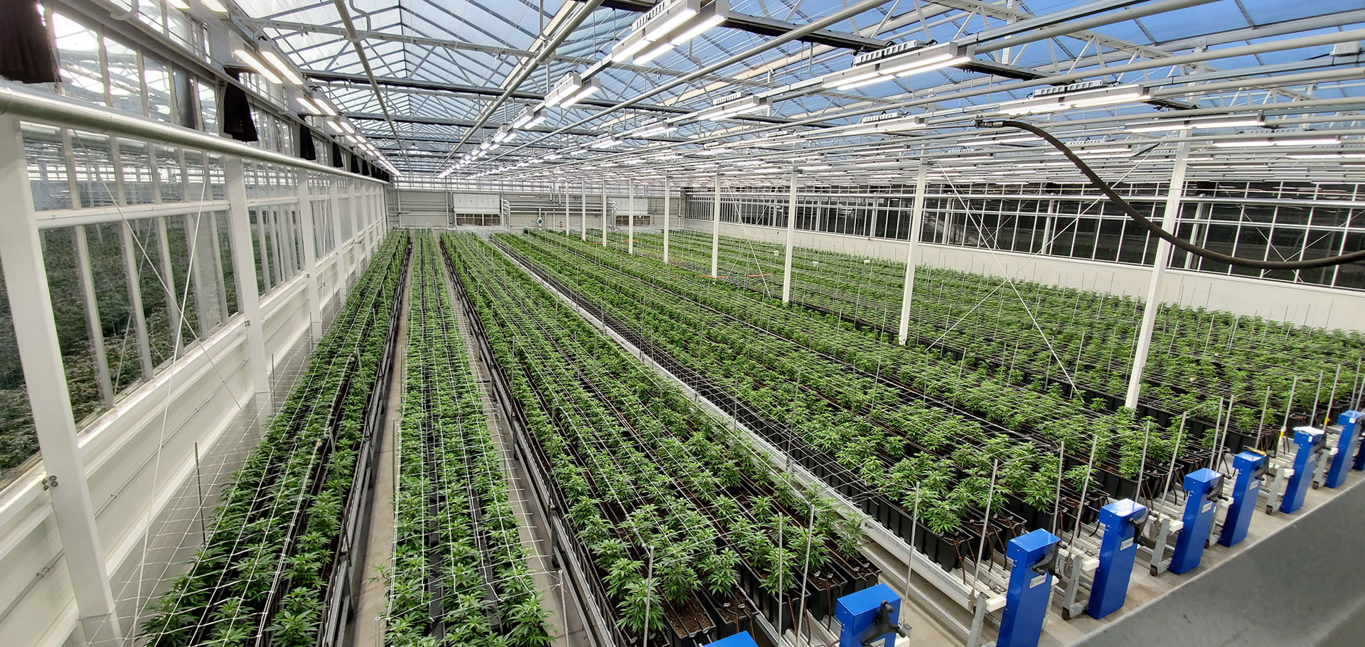 CERTIFIED ORGANIC CULTIVATION